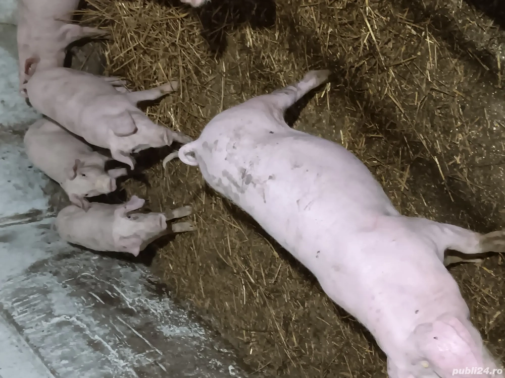 Animale domestice bune de vanzare 