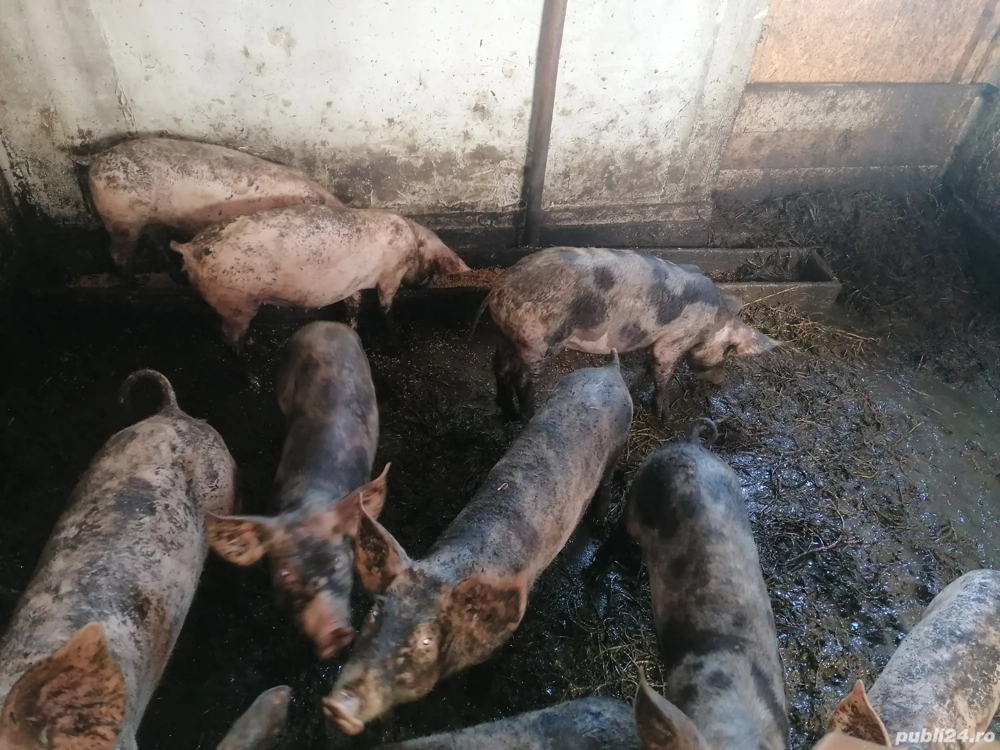 Purcei de vânzare Purcei de vânzare