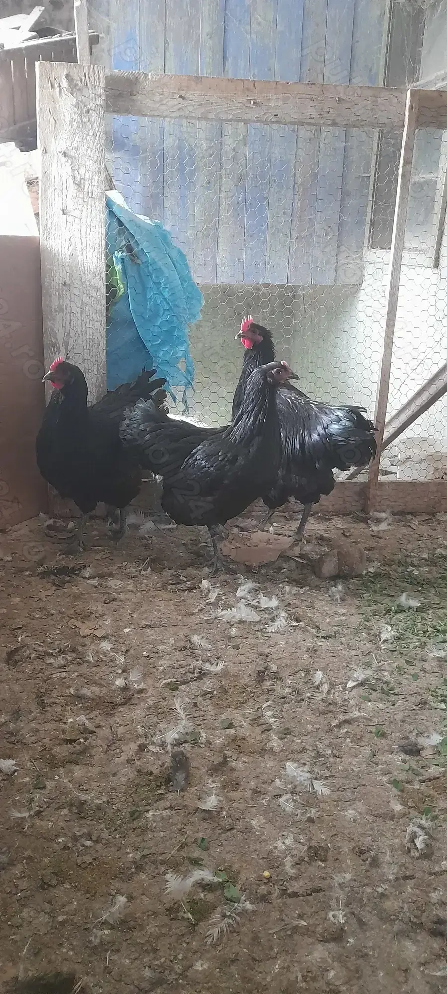 Vind familie  Australorp de  7 luni