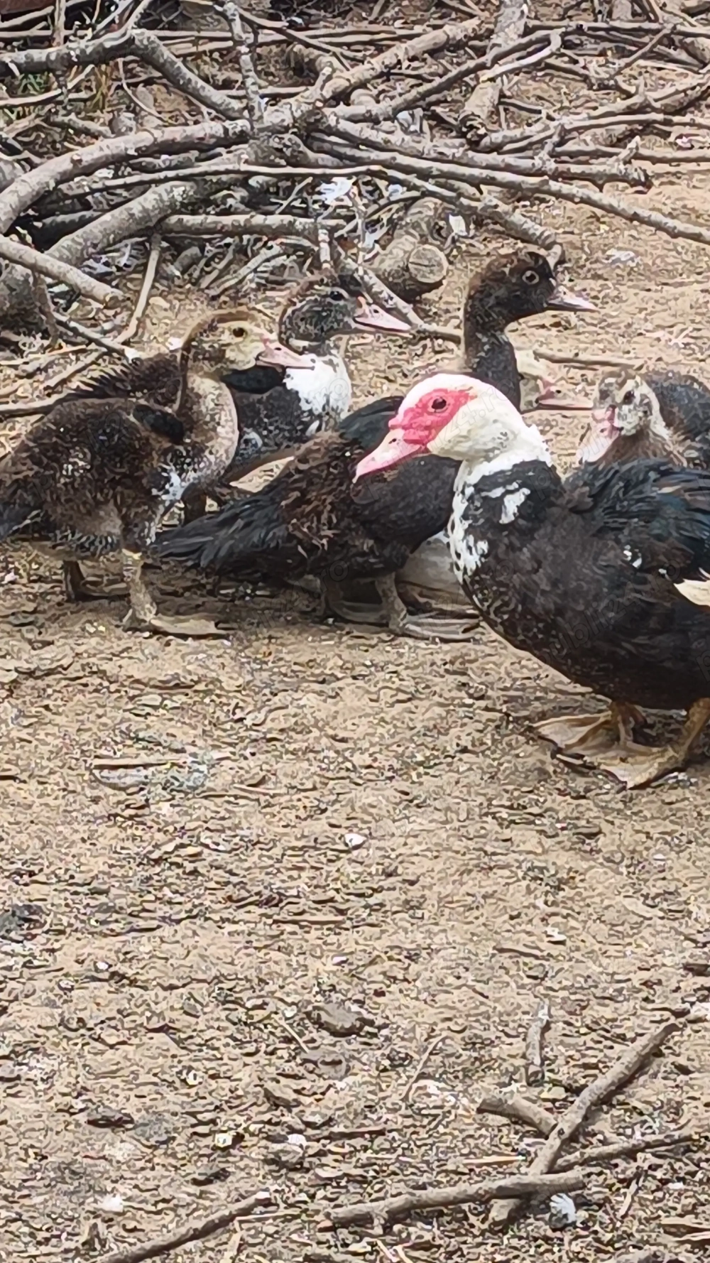 Ratele mute de anul acesta  Ratele mute de anul acesta