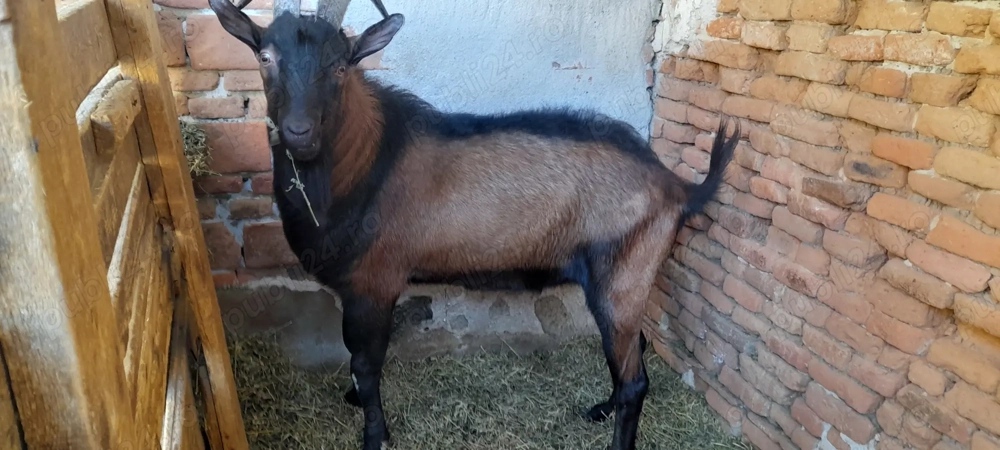 vind capre rasa pura Alpina Franceza