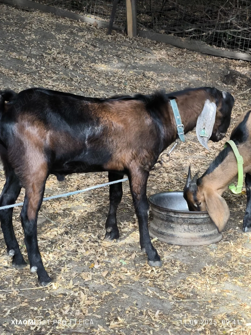 Tapuc anglonubian cu pedigree 