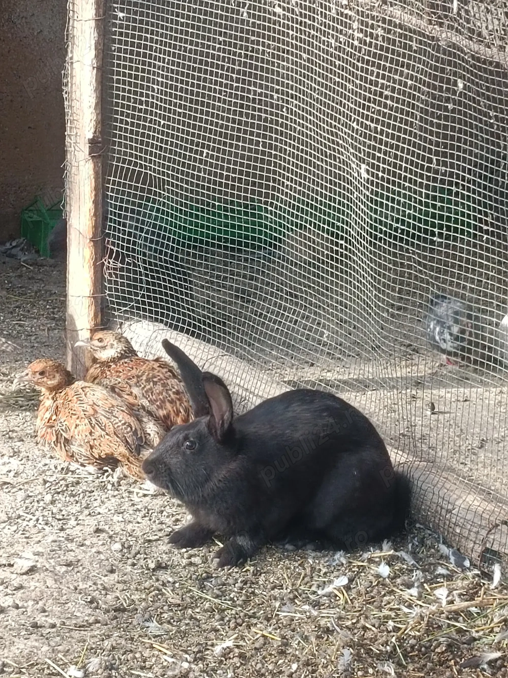 Iepuri prăsilă sau sacrificat Iepuri prăsilă sau sacrificat