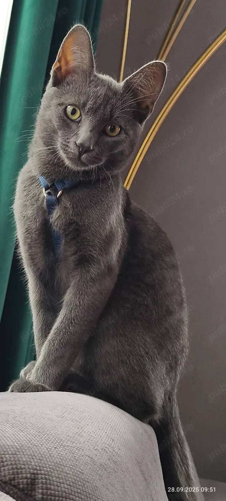 Vand mascul Albastru de Rusia