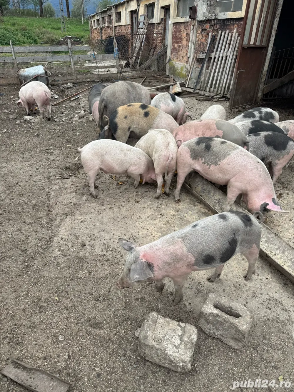 Grasuni si purcei Grasuni si purcei