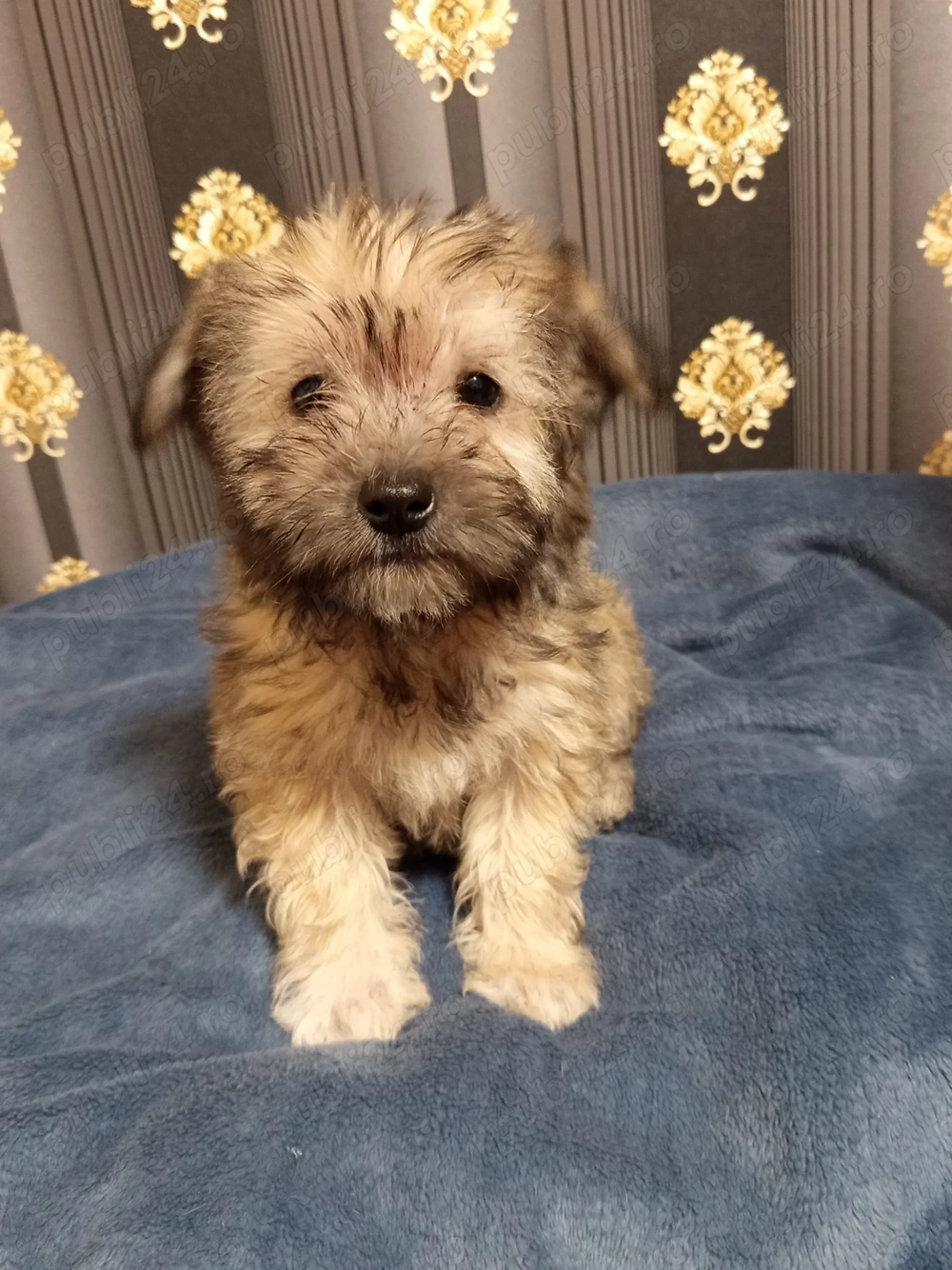 Bichon havanes 8 saptamni  Bichon havanes 8 saptamni