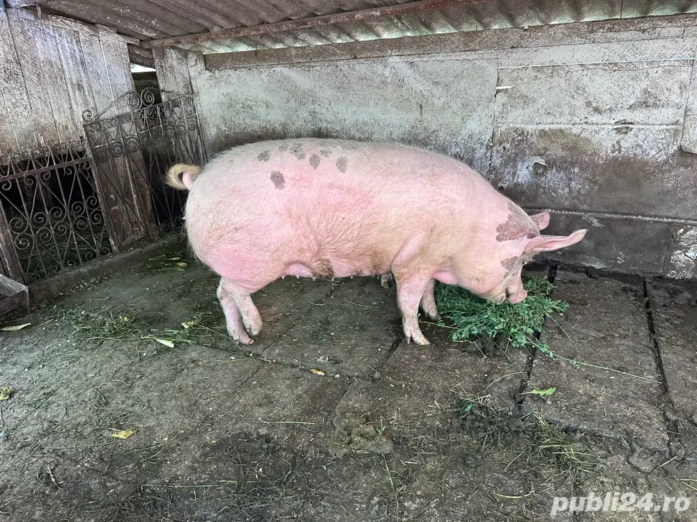 Vand porc carne 170-180 kg Vand porc carne 170-180 kg