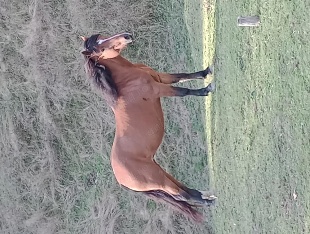 Vând iapă semigrea de 11 ani, ,1,60 în greabăn