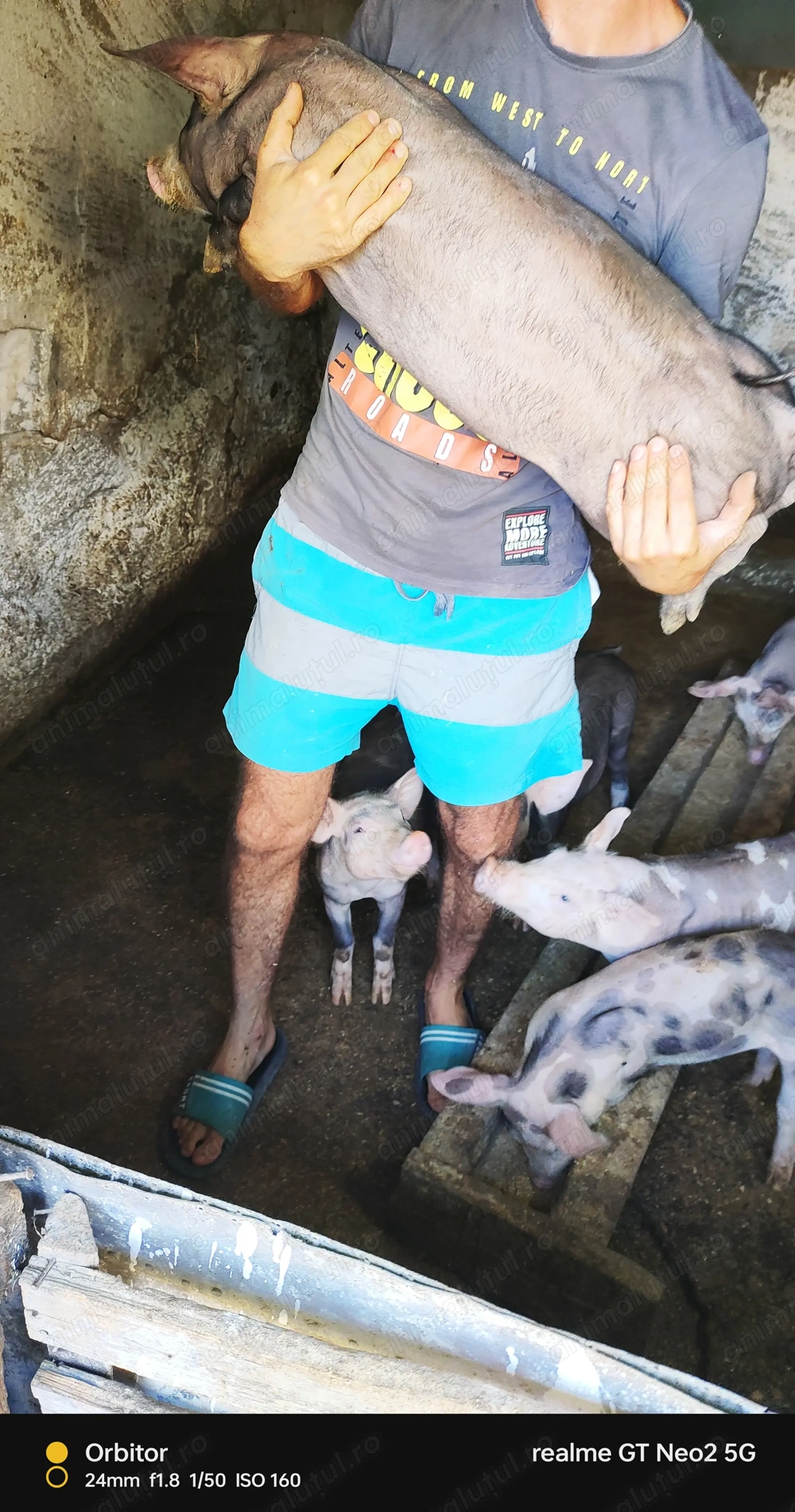 Purcei 9 săptămâni !