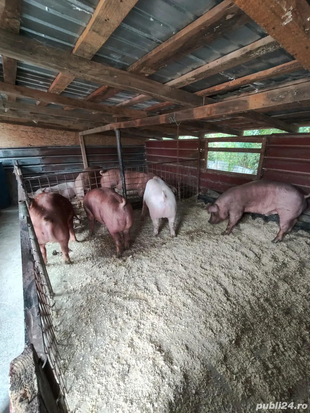 Vând porci de carne 