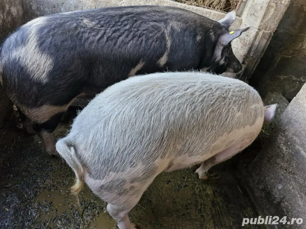 am porci de vanzare de  ,250 ,200 kg ,180