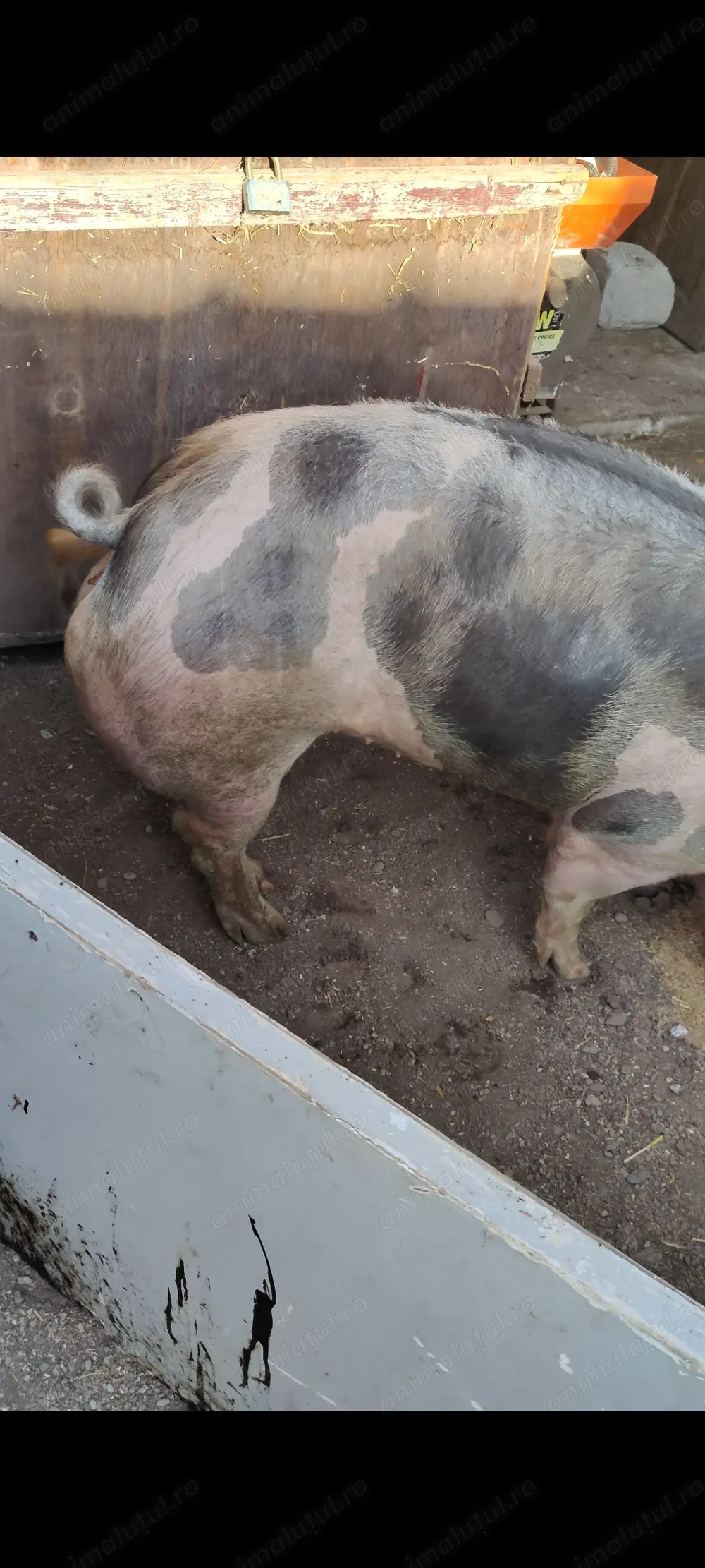 Scrofița pietrain rasa pura !