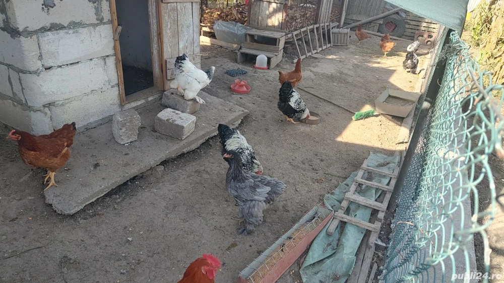 Pasari Wiadonte Brahma HD