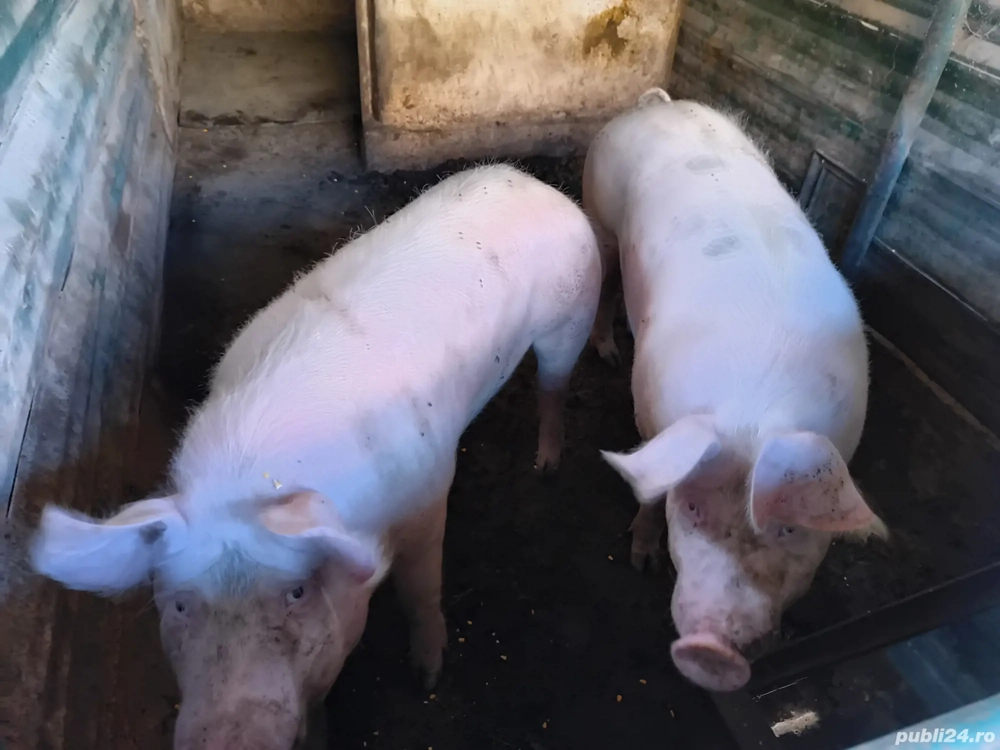 Grasuni landras pietrean