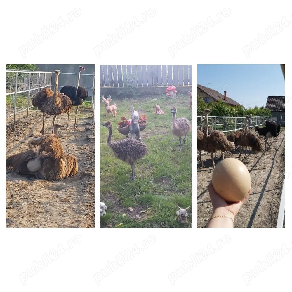 Famili de struți reproducatoare de vânzare 