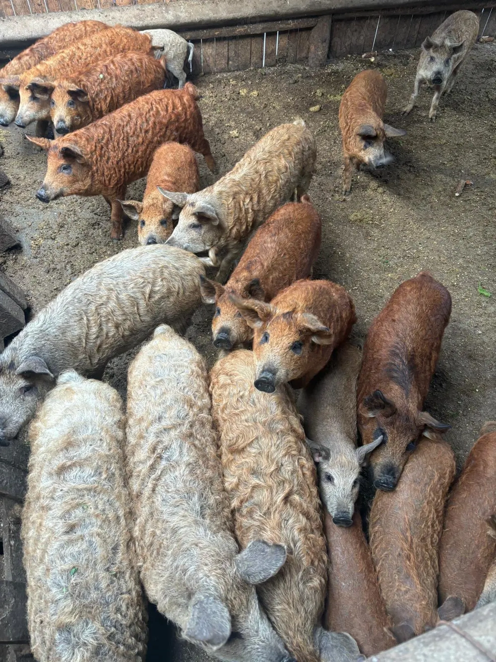 Vand porci rasa Mangalița