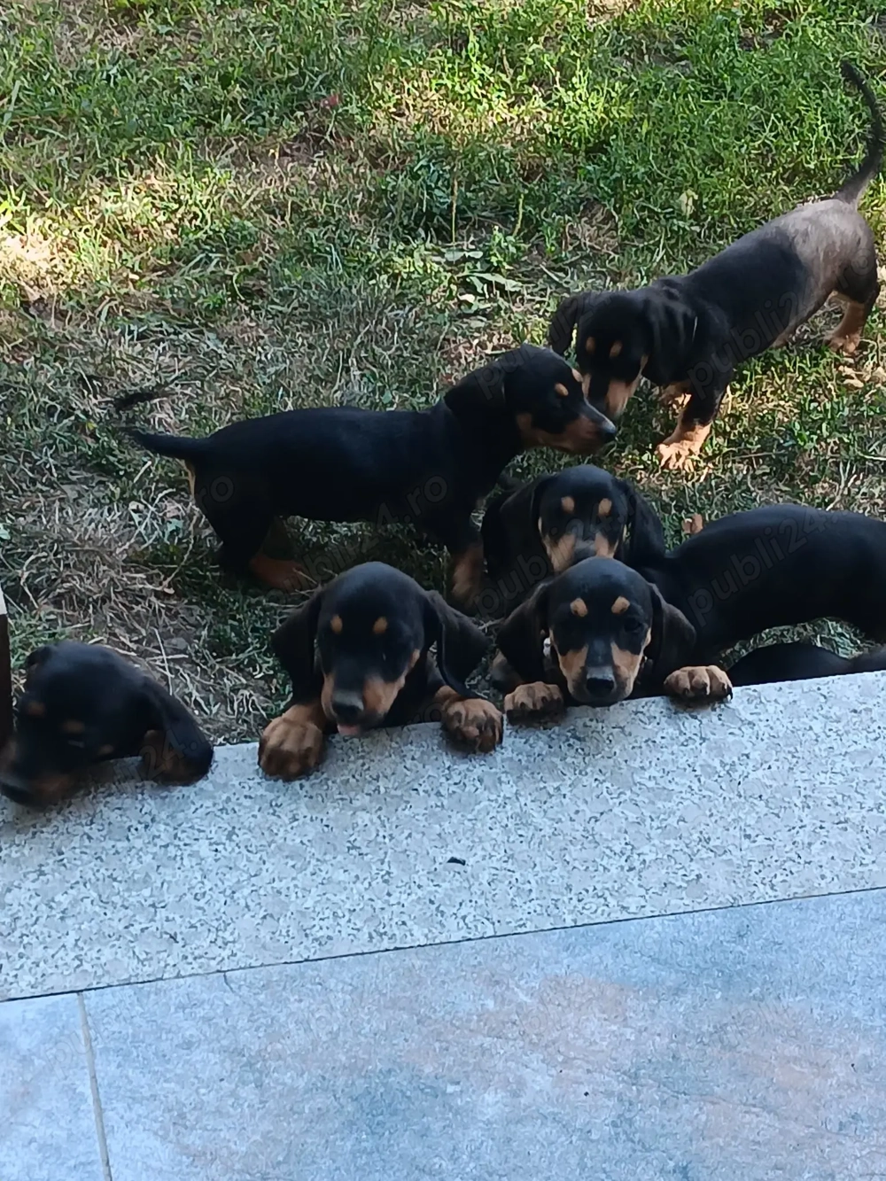 Ne dorim o căsuța , suntem teckel....negru cu maro