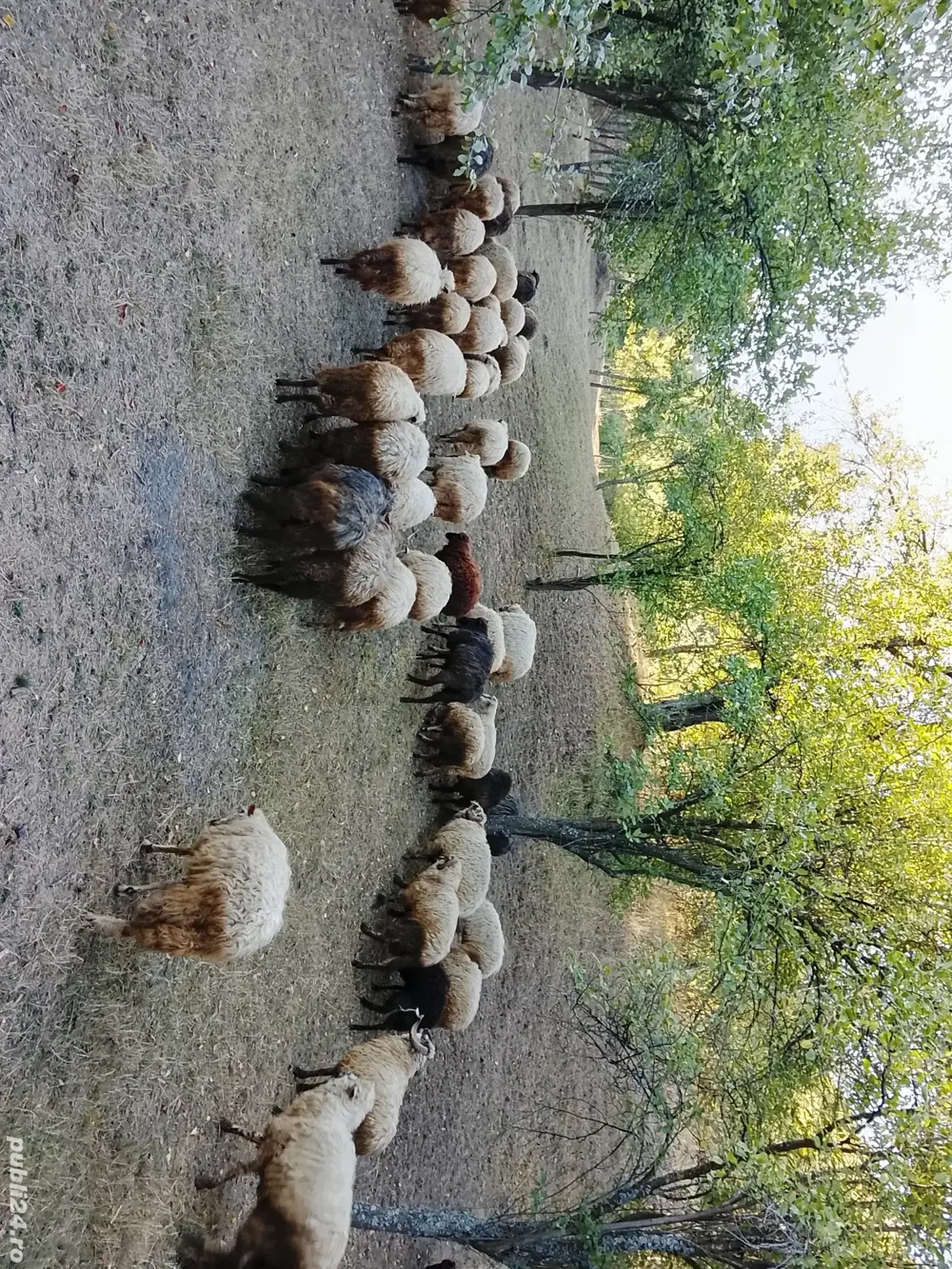 Vând oi, una peste alta