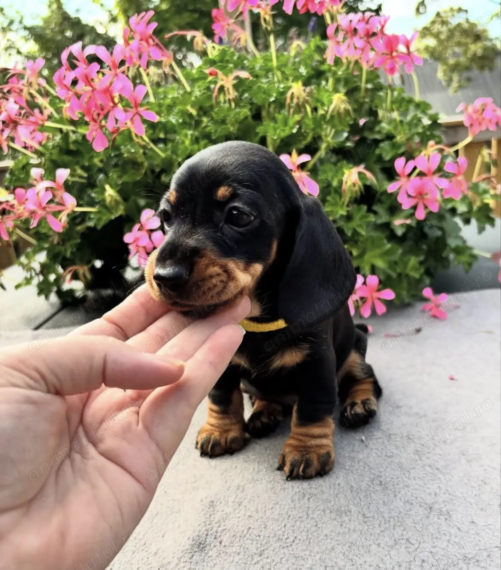 Teckel mini superb mascul