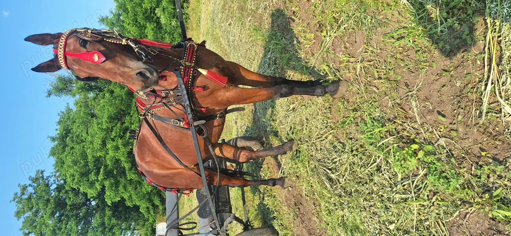 Iapa de vanzare trapasa Iapa de vanzare trapasa