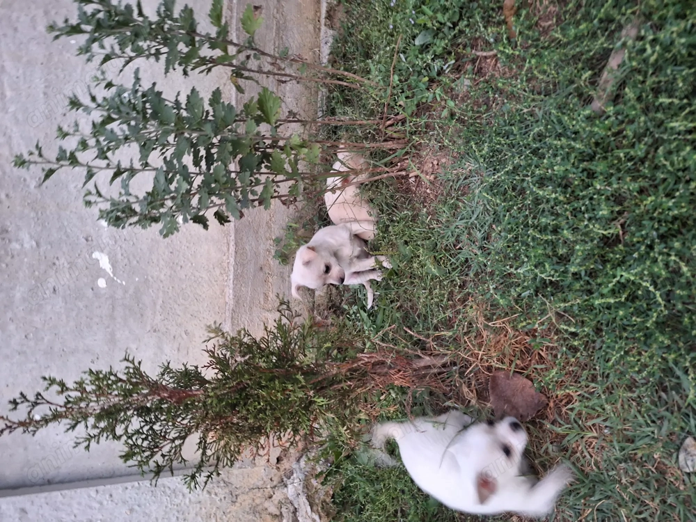 Vând căței  Vând căței