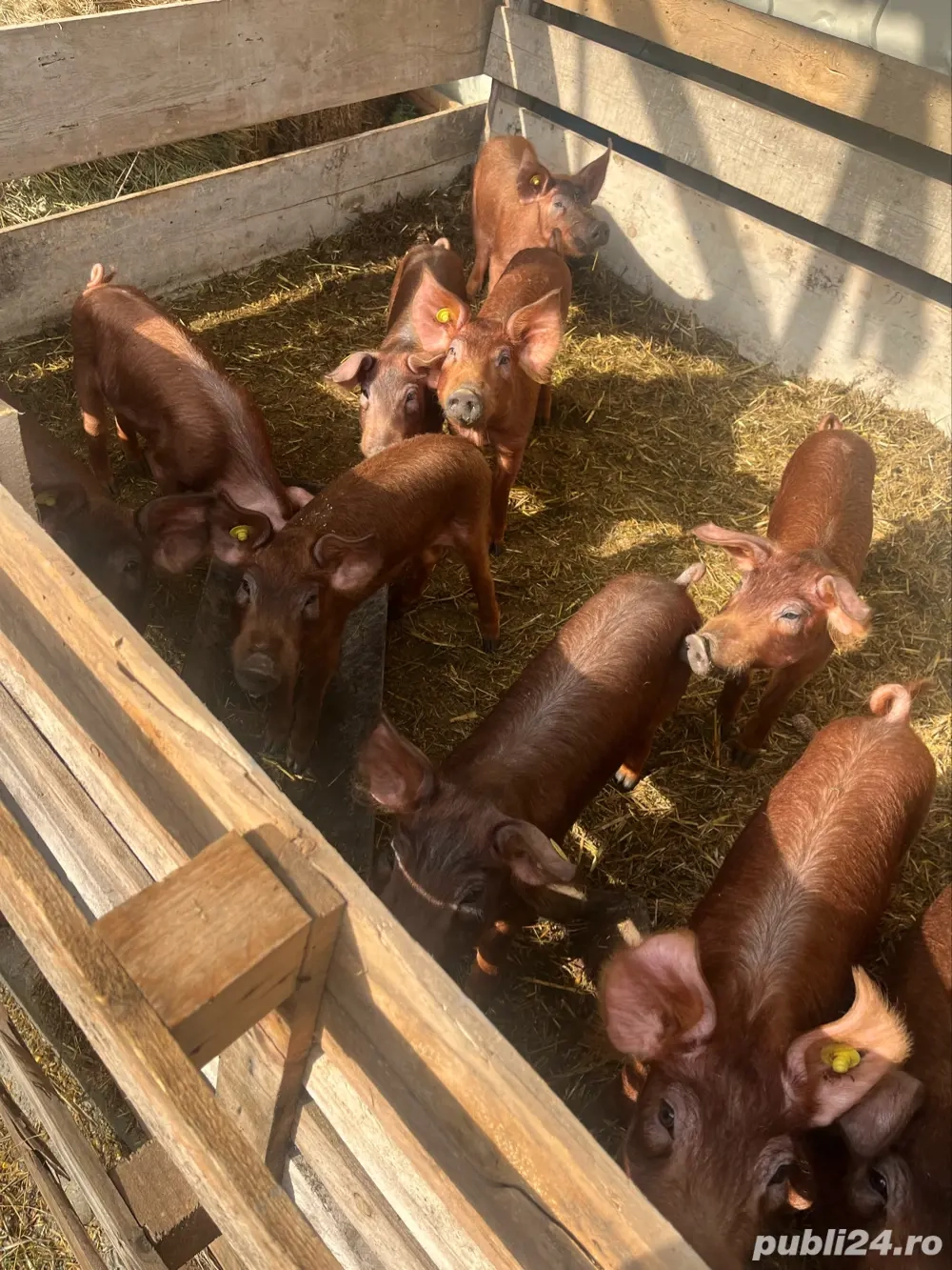 vand pureci  vand pureci