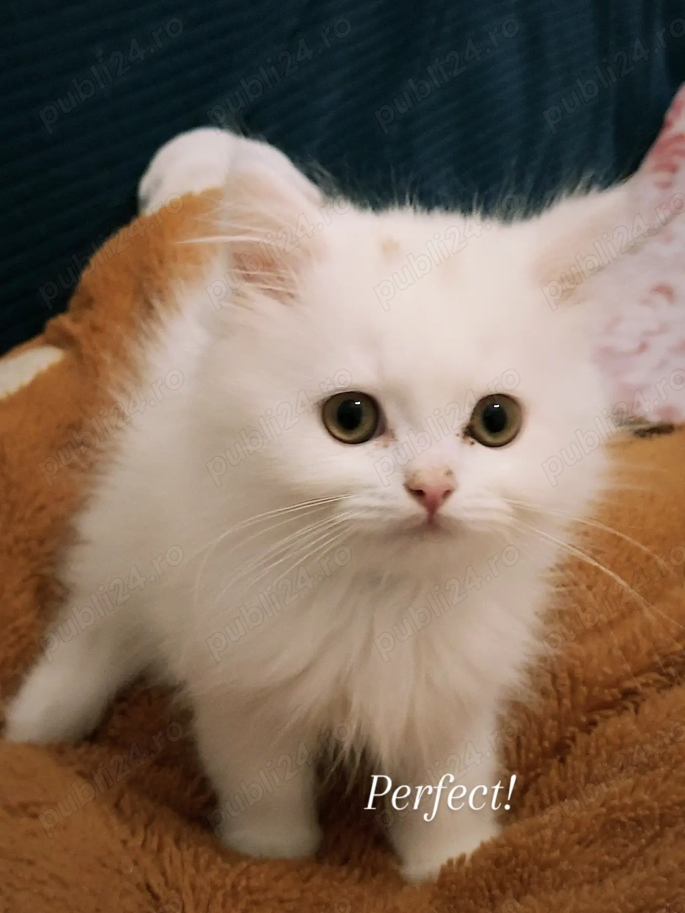 Pui British Shorthair Longhair White&Lilla(crem)