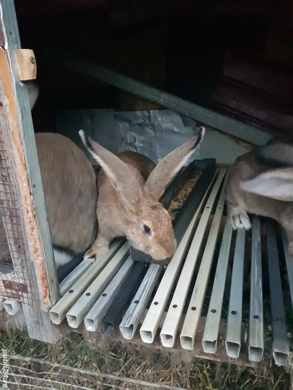 Vand iepuri de rasă  Vand iepuri de rasă