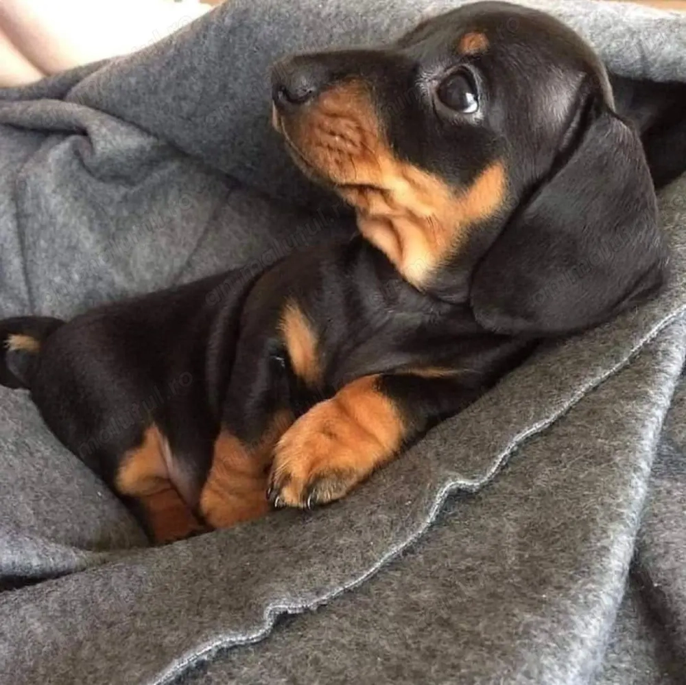 Teckel pitic mascul și femela