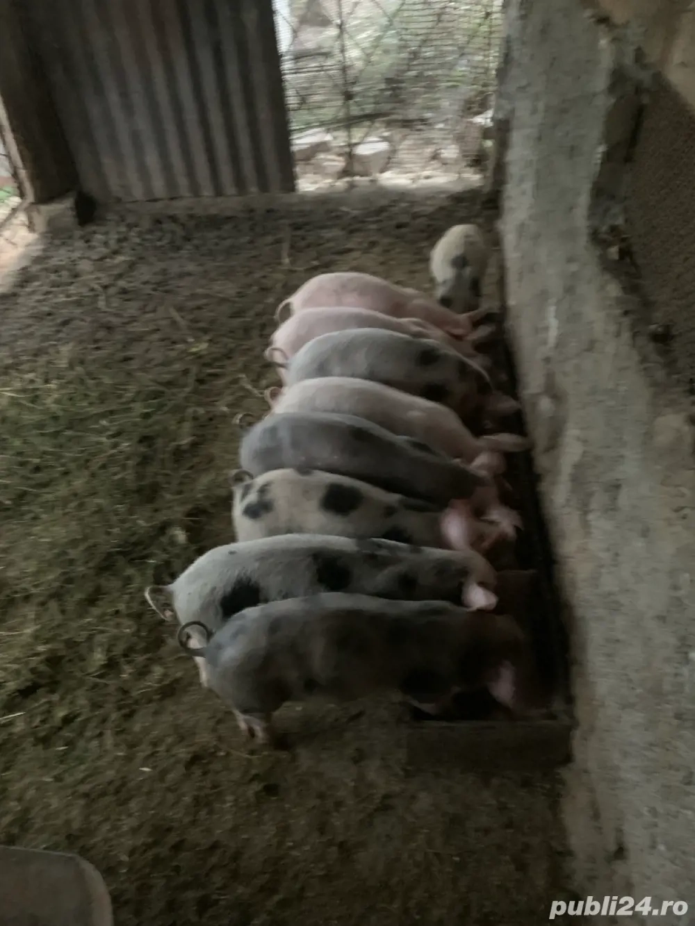 purcei 8-9 saptamani purcei 8-9 saptamani