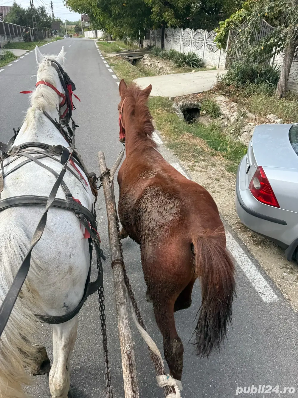 vand carlana  vand carlana