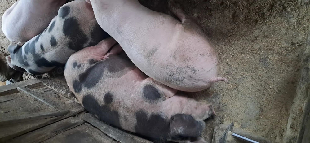 Vând porci 90 -100 kg Vând porci 90 -100 kg