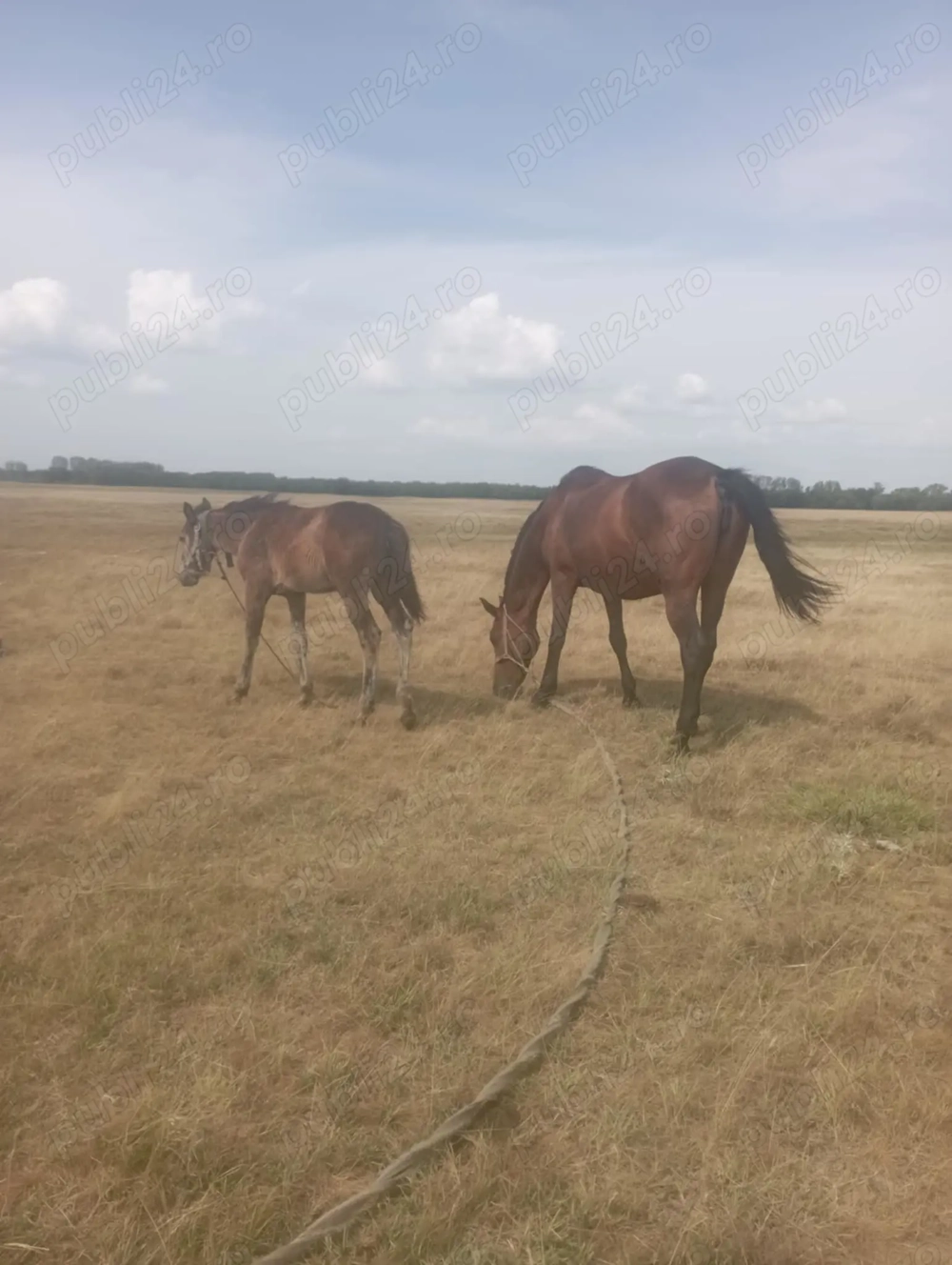 Vând iapă cu mânz 