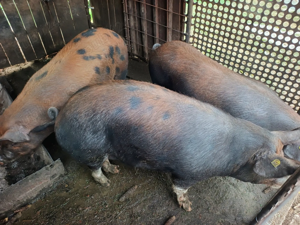 Porci pentru Crăciun 