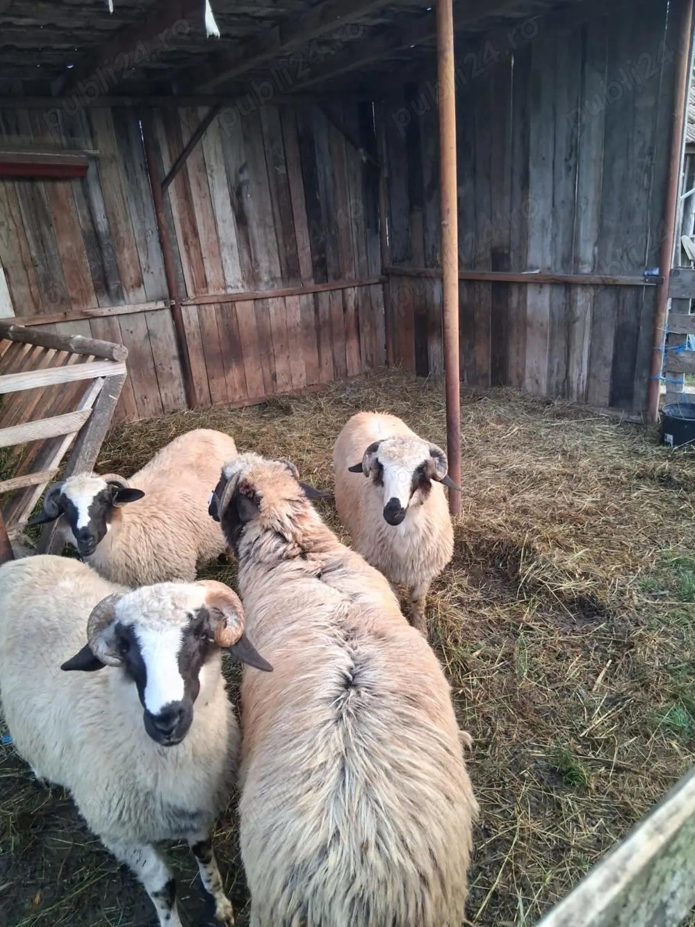 De vânzare berbecuți