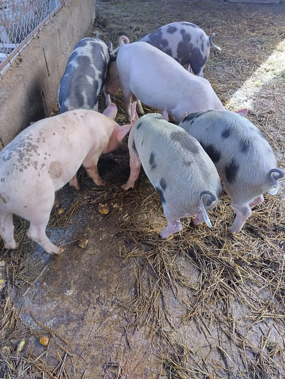 Purcei marele alb cu pietrain