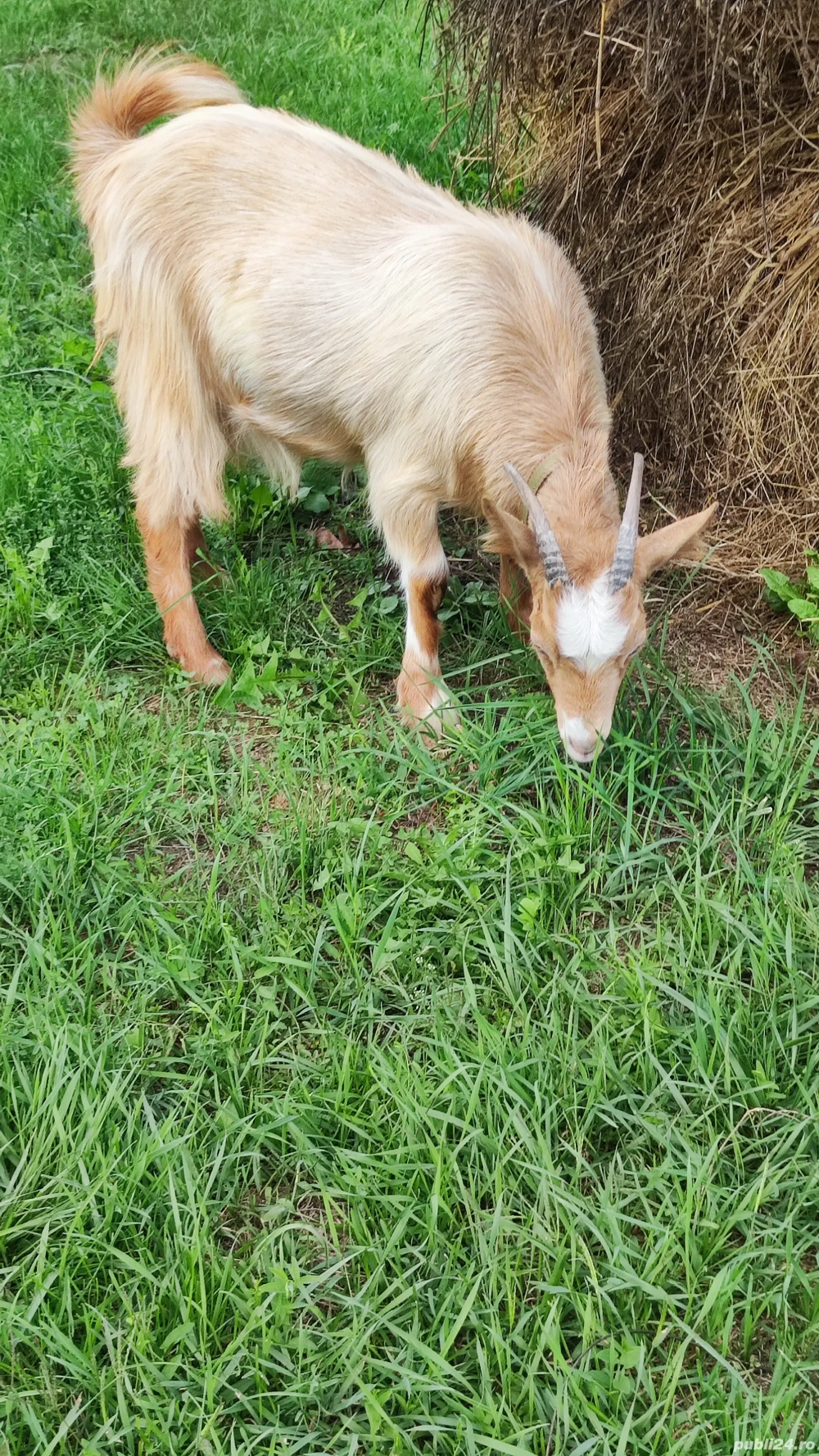 Vand ieduță de anul acesta  Vand ieduță de anul acesta