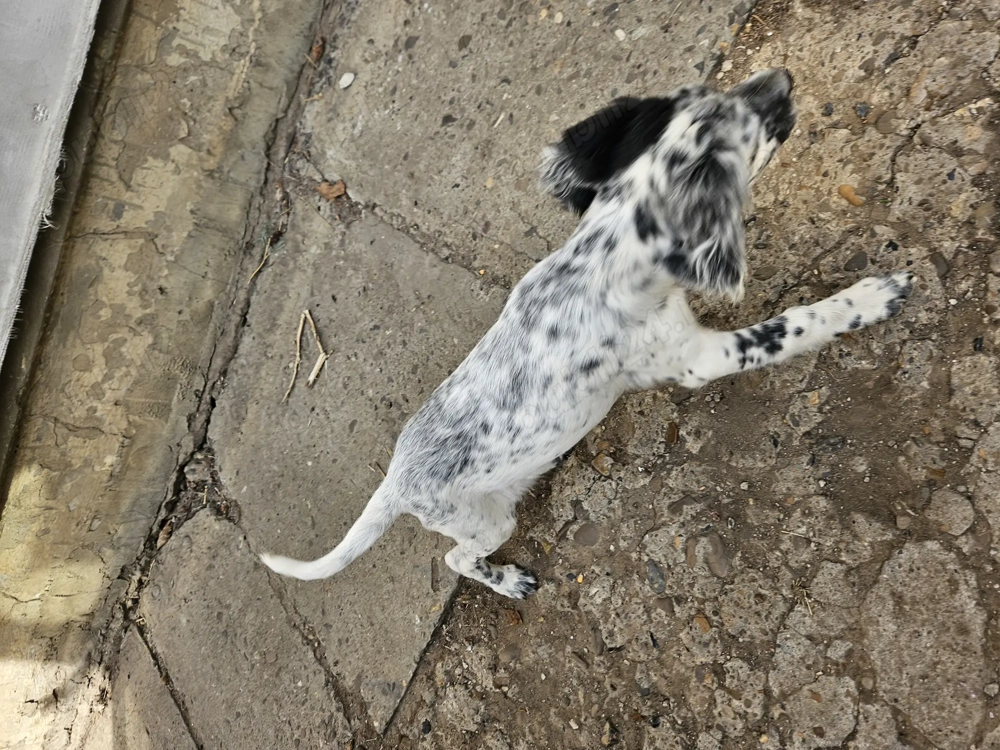 Fetita setter englez 