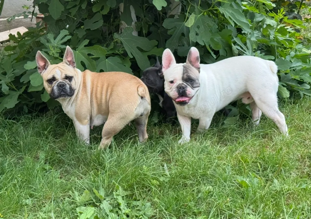 Buldog Francez Doi băieți și o fetiță 