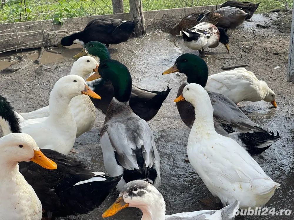 Vand rate de carne sau pentru reproducere crescute exclusiv cu iarba si cereale. 