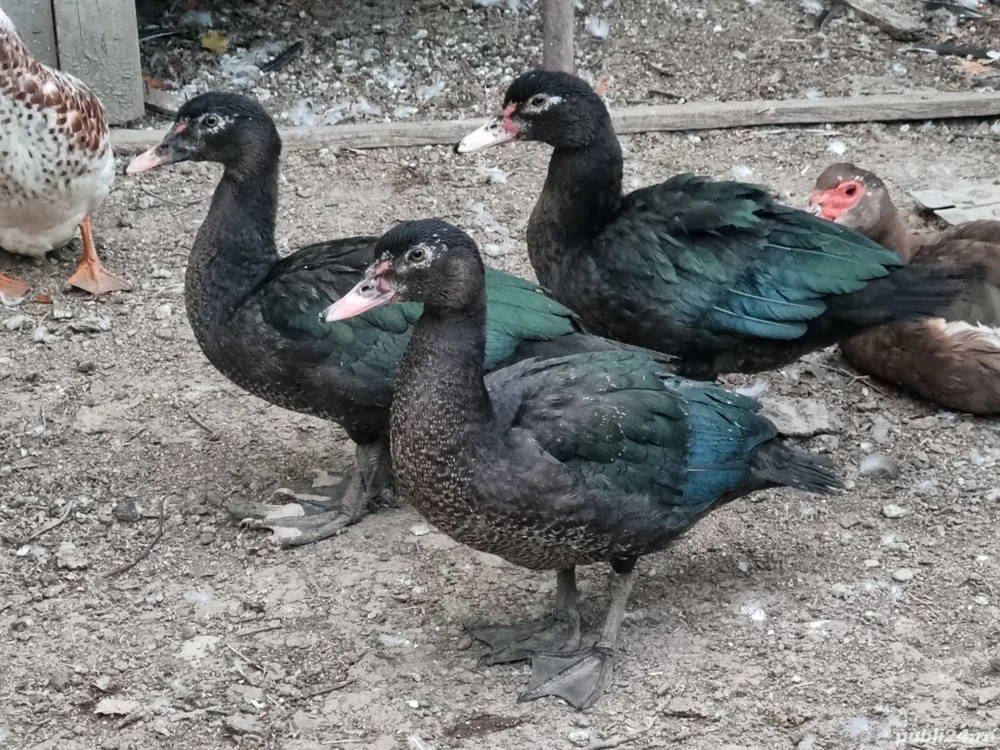 rațe leșești (5 rățoi + 1 rață)