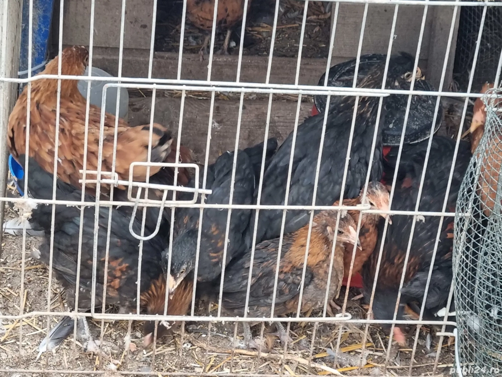 pui de găină țărănească 