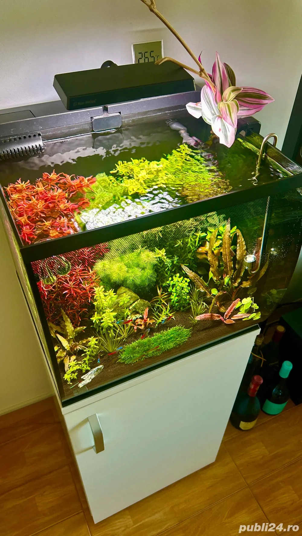 Vand Acvariu complet accesorizat
