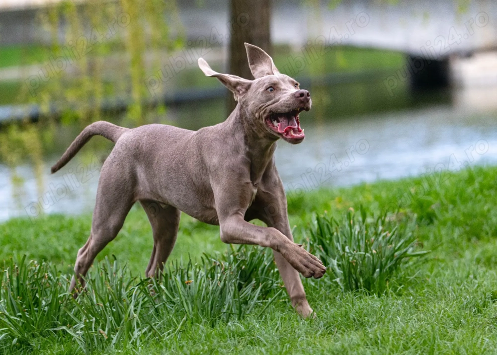 Weimaraner 1 an