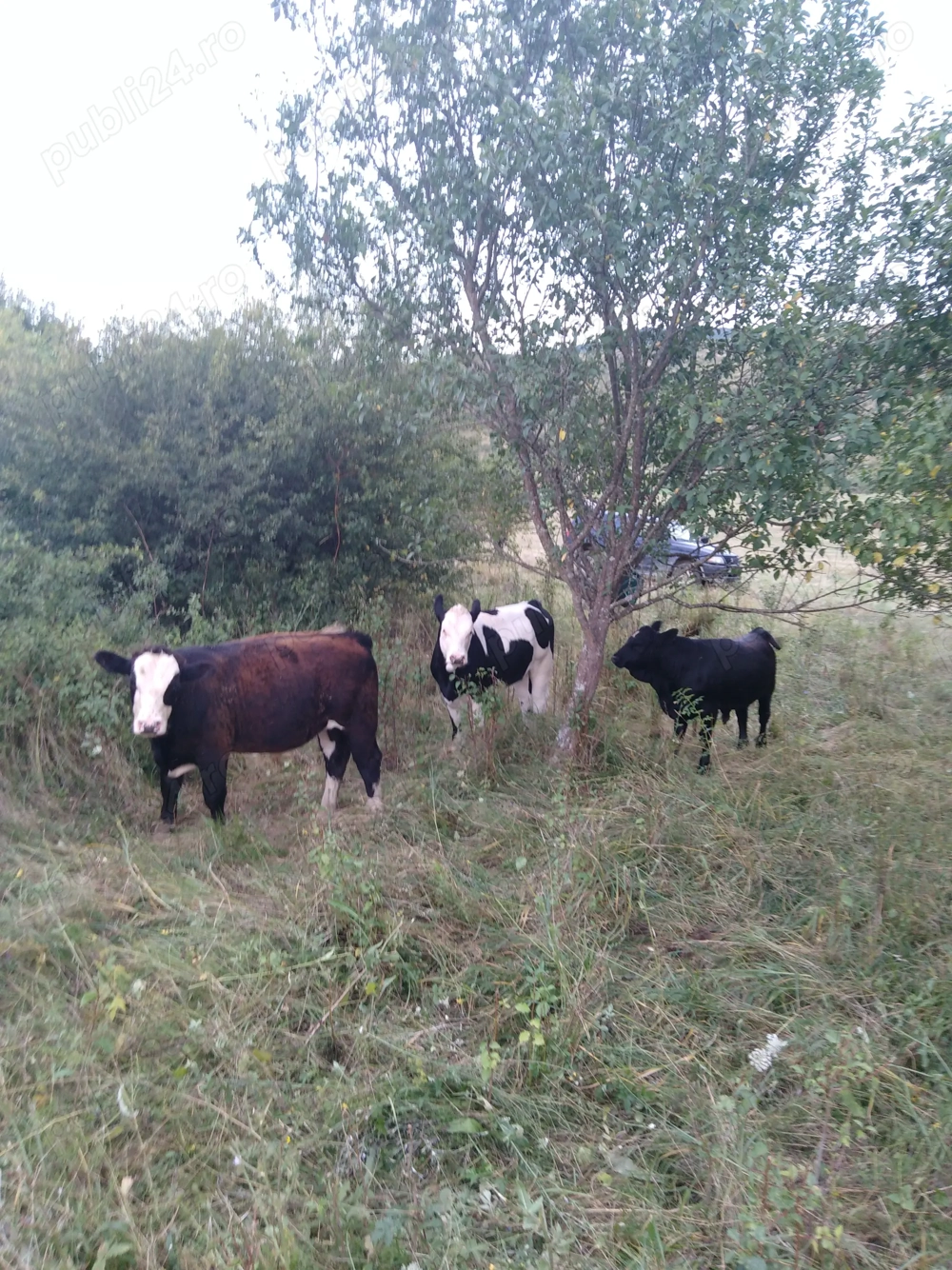 Angajez personal pentru ferma vaci