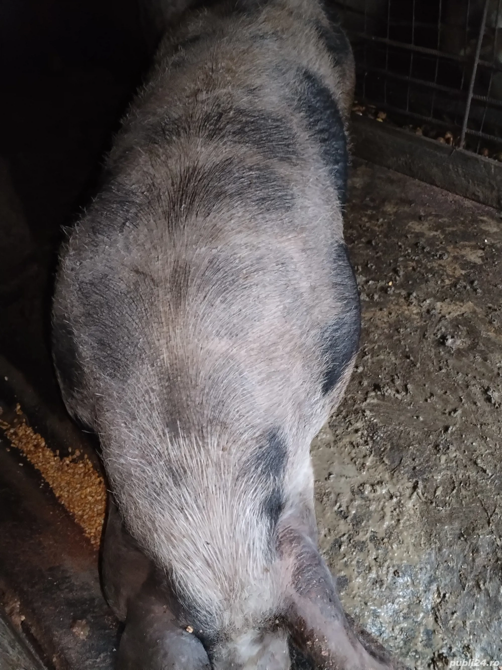 Vând 2 porci Vând 2 porci