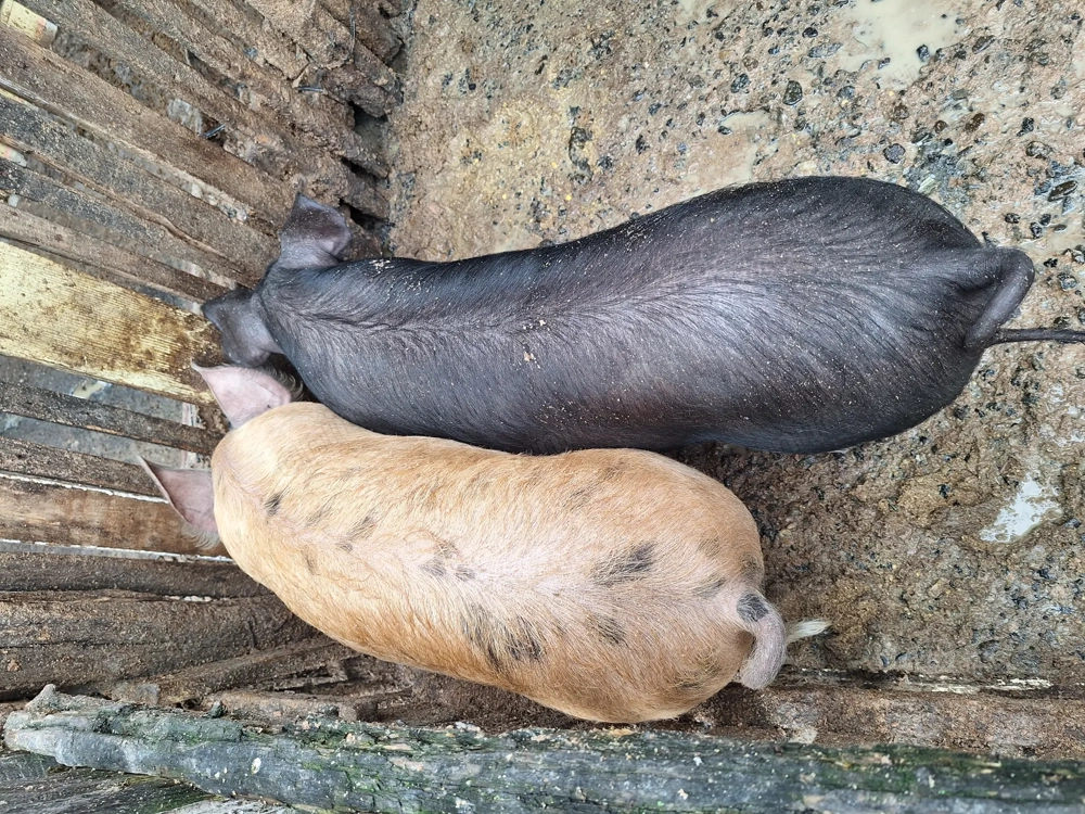 Vând 1 godinasi la alegere  Vând 1 godinasi la alegere