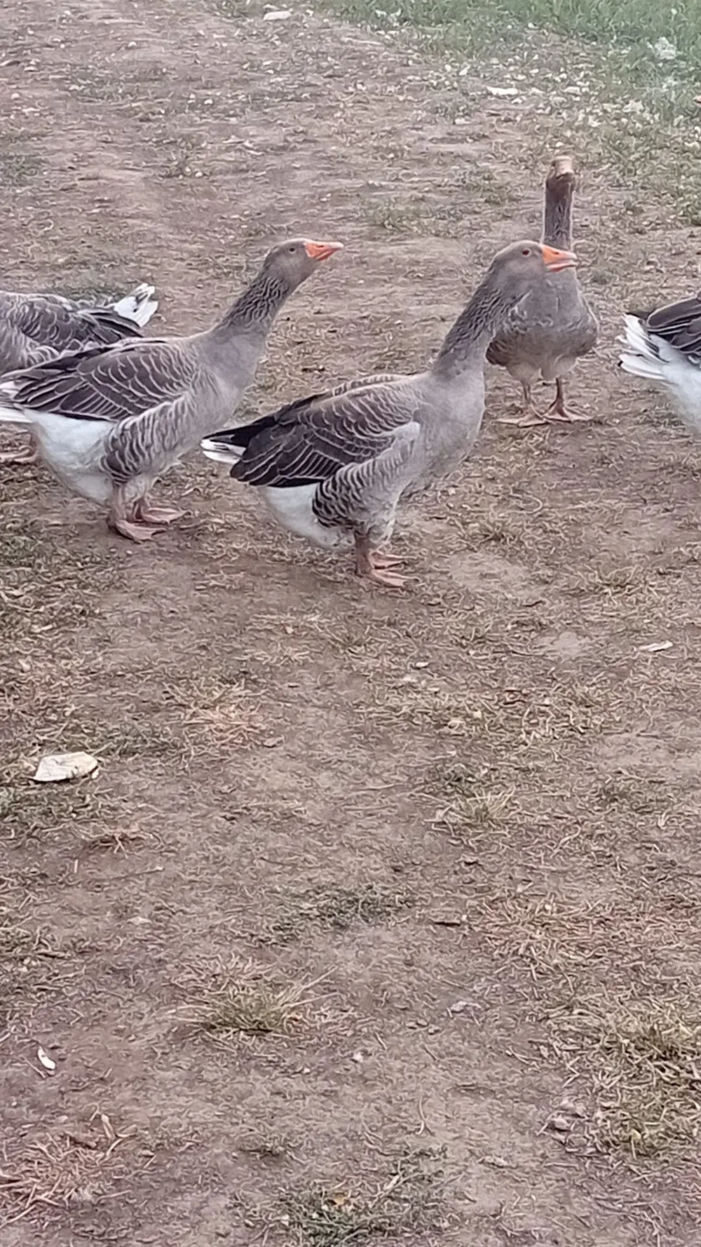 Vând gâște.    . .  Vând gâște.    . .