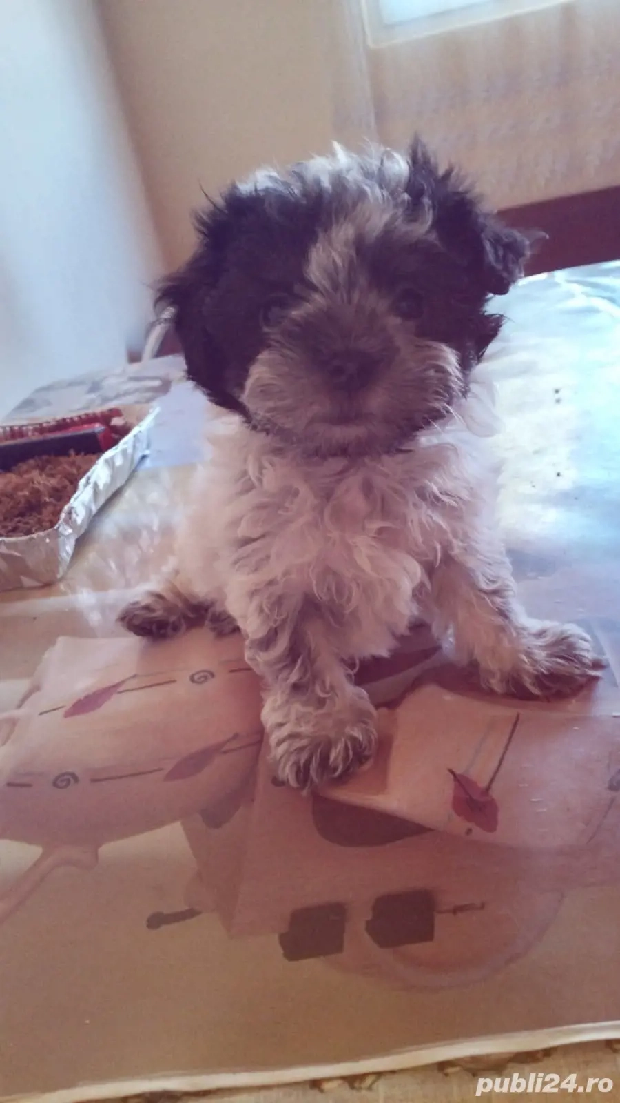 Vând Bichon havanez