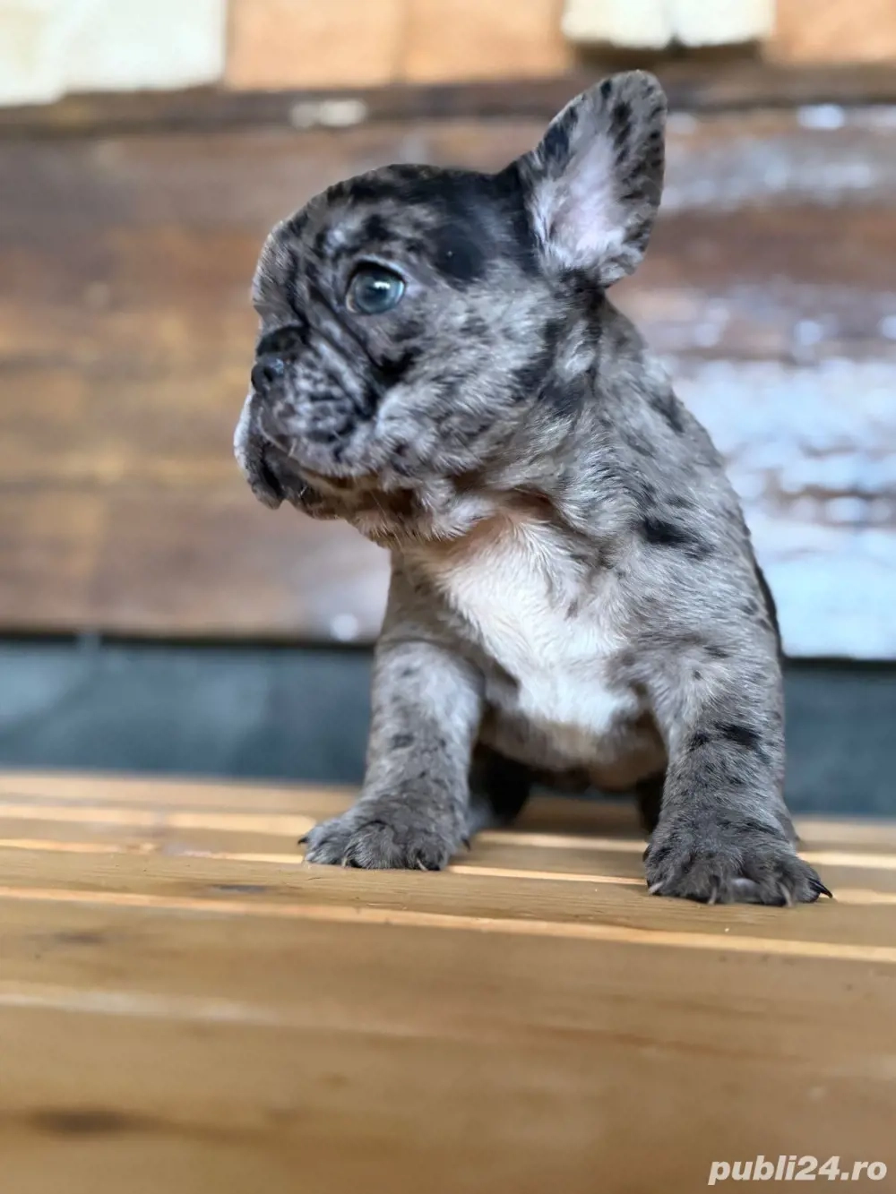 femela bulldog francez merle